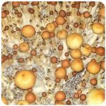 Псилоцибиновые (галлюциногенные) грибы в Острогожске Psilocybin "Golden Teacher" Псилоцибиновые (галлюциногенные) грибы в Острогожске Psilocybin "Golden Teacher"