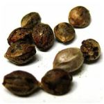 Семена марихуаны АК-47 (Seeds AK-47) в Острогожске Семена марихуаны АК-47 (Seeds AK-47) в Острогожске